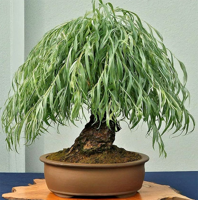 Weeping Willow Bonsai Tree