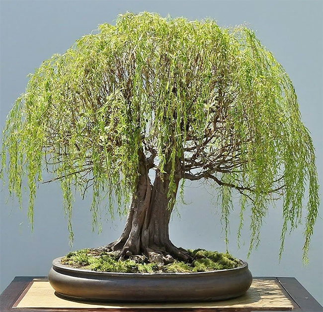 Kilmarnock Willow Bonsai Tree