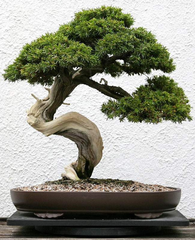 Juniper Bonsai Tree