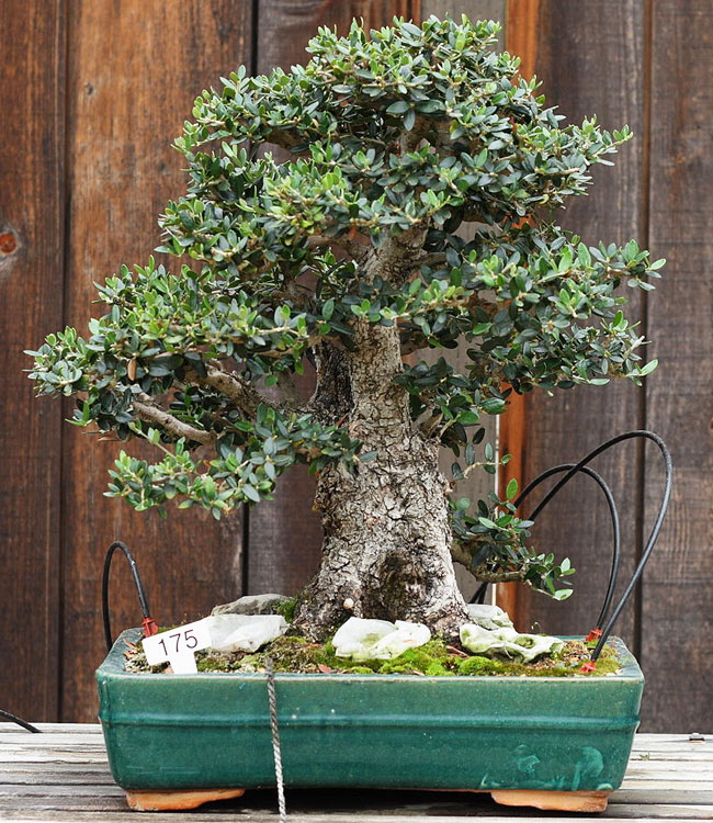 Olive Tree Bonsai