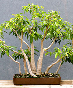 Ficus Bonsai Tree