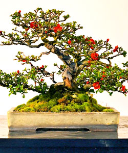 Flowering Quince Bonsai Tree