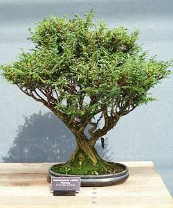 Green Thread Cypress Bonsai Tree