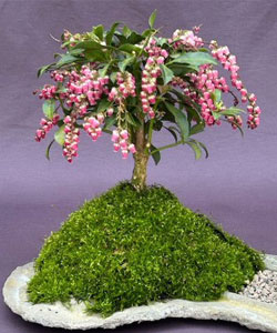 Japanese Andromeda Bonsai Tree