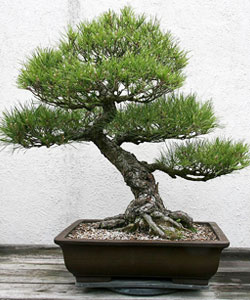 Japanese Black Pine Bonsai Tree