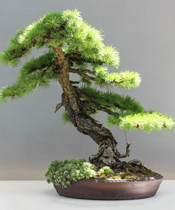 Japanese Larch Bonsai Tree